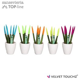 Сансевиерия Бархатное прикосновение ( Sansevieria Velvet Touchz Mixed Ibiza In ceramics O ) W 6 см H