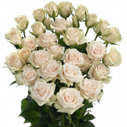 Rosa tr royal porcelina(Роза тр. роял порцелина) В50