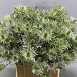 Eryngium lovely white-green(Эрингиум ловли вайт-грин) В65