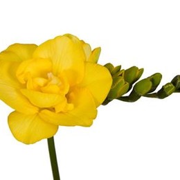 Freesia Du Yellow (Фрезия Ду Еллоу)