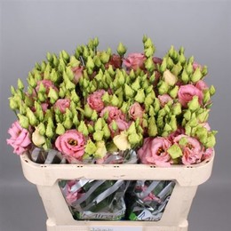 Eustoma Du Fleurel Pink (Эустома ду Флерел Пинк) В75