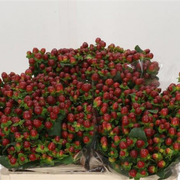 Hypericum Magical Seasons (Гиперикум Мэджикал Сезон) В70