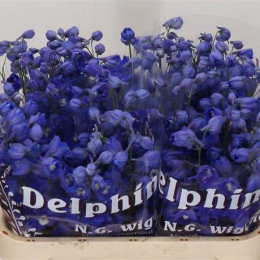 Delphinium El Dewi Blue Star (Дельфиниум Эль-Деви Блу Стар) В80