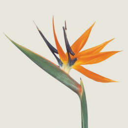Strelitzia Reginae bloem (Стрелиция Регина блоем) В75