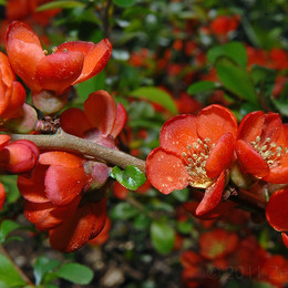 Айва японская Rubra (Рубра)