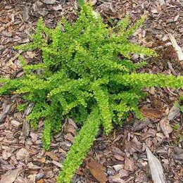 Барбарис Тунберга Green Carpet (Грин Карпет)