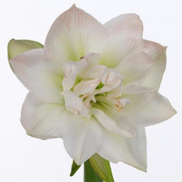 Hippeastrum double arctic nymph (Гиппеаструм дабл Арктик Нимф)В60