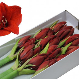 Hippeastrum Red Lion (Гиппеаструм Ред Лайон) В75