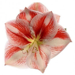 Hippeastrum Popov (Гиппеаструм Попов)