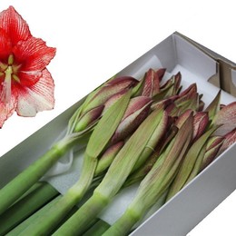 Hippeastrum Showmaster (Гиппеаструм Шоумастер)