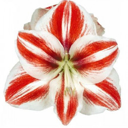 Hippeastrum Striped (Хипп Стрипд)