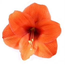 Hippeastrum Orange (Гиппеаструм Оранж)