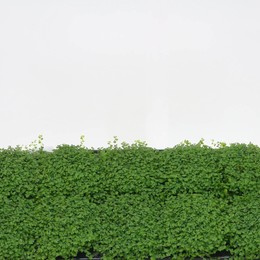 Солейролия Солейр Зеленая ( Soleirolia Soleir Green ) W 9/9,5 см H 11 см
