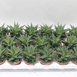 Хавортия Лимифолия ( Haworthia Limifolia ) W 8/8,5 см H 15 см