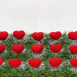 Солейролия Солейр Зеленая Сердцевина Красная ( Soleirolia Soleir Green Heart Red ) W 9/9,5 см H 11 с