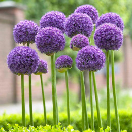 Allium purple sensation (Аллиум Перпл Сенсатион) В75