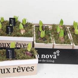 Компо Гиацинт 1146 Doux Reves # ( Compo Hyacinth 1146 Doux Reves # ) W 23 см H 18 см