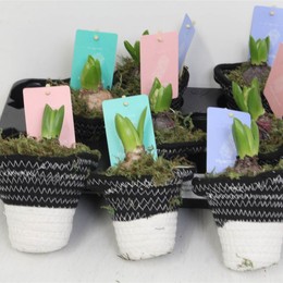 Компо Гиацинт 1706 # ( Compo Hyacinth 1706 # ) W 10 см H 16 см