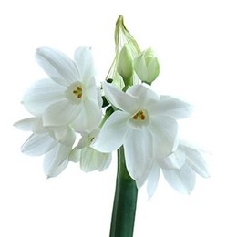 Narcissus Spray Paperwhite (Нарцисс Спрей Папервайт)