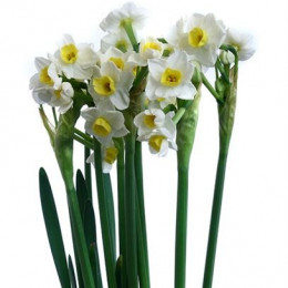 Narcissus Spray Avalanche (Нарцисс Спрей Аваланш)