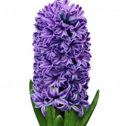 Hyacinthus Atlantic (Гиацинт Атлантик) В30