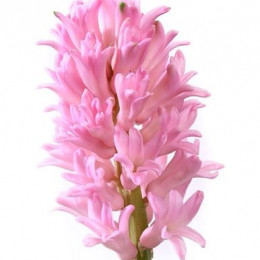Hyacinthus Pink Pale (Гиацинт Пинк Пале) В30