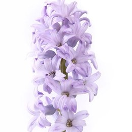 Hyacinthus Lilac (Гиацинт Лилак) В30