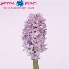 Hyacinthus Purple Star (Гиацинт Перпл Стар) В30