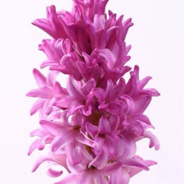 Hyacinthus Cerise (Гиацинт Серайз) В30