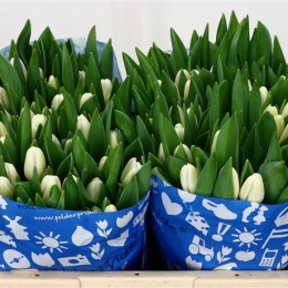 Tulipa Cerise White (Тюльпан Серайз Вайт)