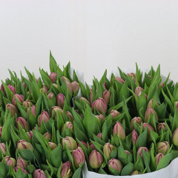 Tulipa Du Double Princess (Тюльпан Ду Дабл Принцесс)