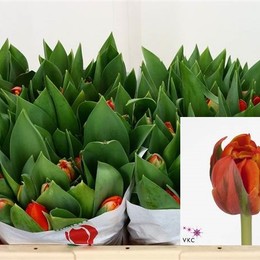 Tulipa Du Queensday (Тюльпан Ду Квинсдей)