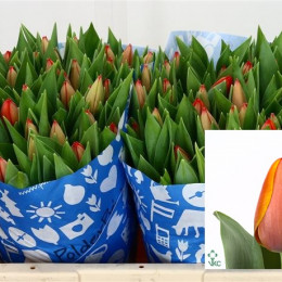 Tulipa En Ad Rem (Ан Тюльпан Ад Рем) В30