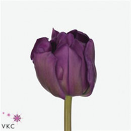 Tulipa Du Purple Peony (Тюльпан Ду Перпл Пион)
