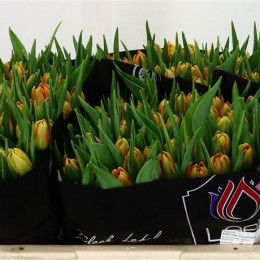 Tulipa Du Monte Orange (Тюльпан Ду Монте Оранж)