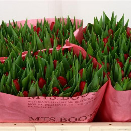 Tulipa Du Largo (Тюльпан Ду Ларго)