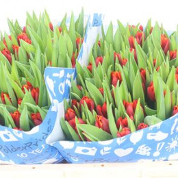 Tulipa En Abra (Тюльпан Эн Абра)