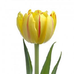 Tulipa Du Monsella (Тюльпан Ду Монселла)