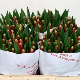 Tulipa En Christmas Gift (Тюльпан Эн Кристмас Гифт)