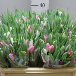Tulipa En Gemengd Pastel (Тюльпан Эн Геменгд Пастел)