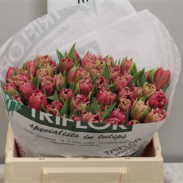 Tulipa Fr Mascotte (Тюльпан Фр Маскотте)