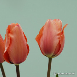 Tulipa En Apricot Impression (Тюльпан Эн Априкот Импрессион)