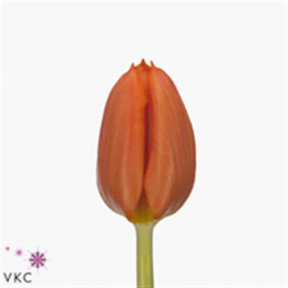 Tulipa En Pako (Тюльпан Эн Пако)