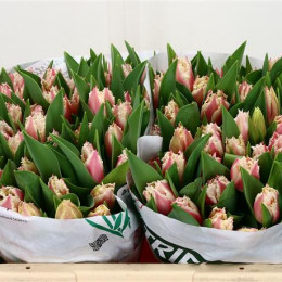 Tulipa Fr Bell Song (Тюльпан Фр Белл Сонг)