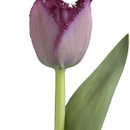 Tulipa Fr Curly Sue (Тюльпан Фр Керли Сью)
