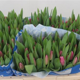 Tulipa En Jumbo Pink (Тюльпан Эн Джамбо Пинк)
