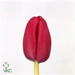 Tulipa En Annaconda (Тюльпан Эн Аннаконда)