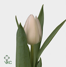 Tulipa En White Marvel (Тюльпан Эн Вайт Марвел)