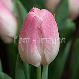 Tulipa en chantelle (Тюльпан Эн Чантелле)