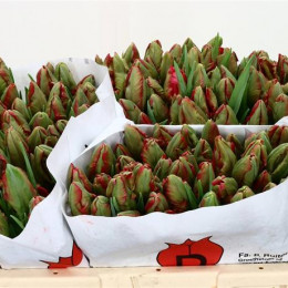 Tulipa Pa Carmine Parrot (Тюльпан Па Кармин Паррот)